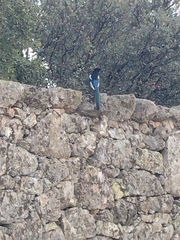 Pica pica melanotos