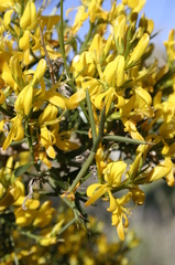 Genista tricuspidata