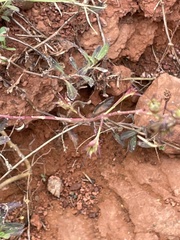 Agalinis heterophylla