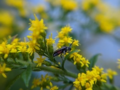Sphecodes davisii