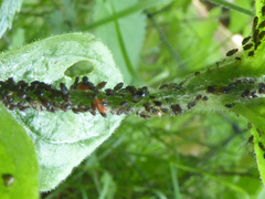 Brachycaudus lychnidis