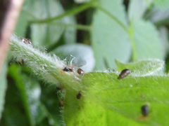 Brachycaudus lychnidis