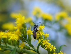 Sphecodes davisii