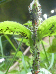 Brachycaudus lychnidis