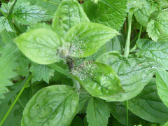 Brachycaudus lychnidis