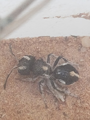Atillum bucephalum