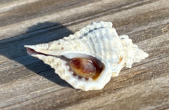 Ocenebrinae
