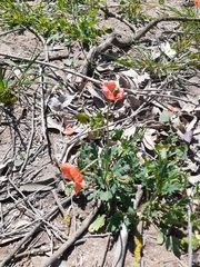 Papaver dubium