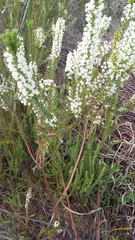 Struthiola hirsuta