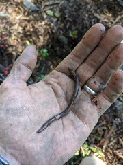 Lumbricus terrestris