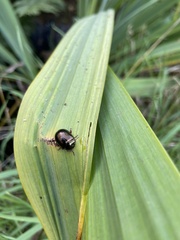 Chrysolina bankii