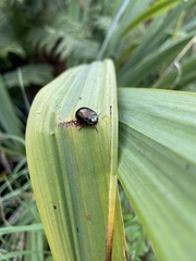 Chrysolina bankii