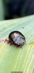 Chrysolina bankii