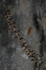 Umbilicus horizontalis