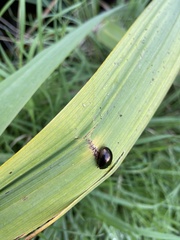 Chrysolina bankii