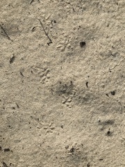 Bufo spinosus