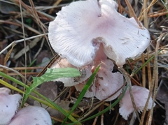 Mycena pura