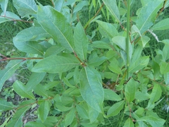 Salix bebbiana
