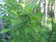 Salix bebbiana