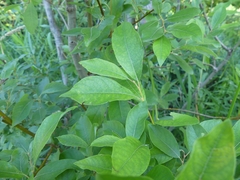 Salix bebbiana