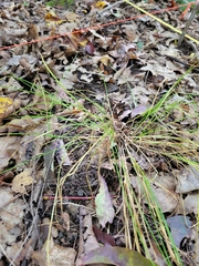 Carex radiata