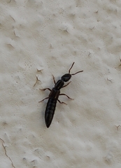 Xantholinus