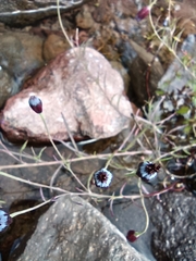 Porophyllum linaria