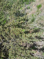 Cliffortia ruscifolia