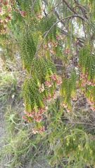 Passerina falcifolia