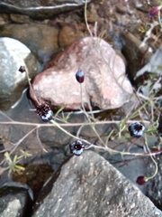 Porophyllum linaria