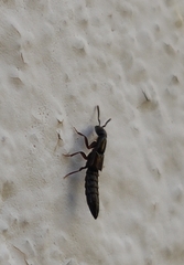 Xantholinus