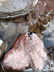 Porophyllum linaria
