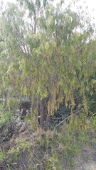 Passerina falcifolia