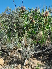 Protea cynaroides