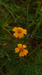 Tagetes tenuifolia