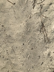 Bufo spinosus