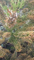 Erica scabriuscula