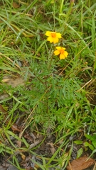 Tagetes tenuifolia