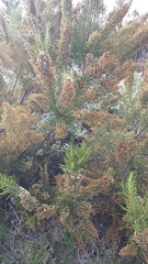 Erica scabriuscula