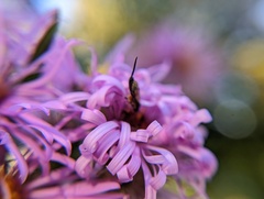 Ichneumonoidea