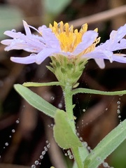 Symphyotrichum chilense