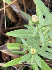 Symphyotrichum chilense