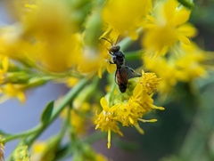 Sphecodes davisii