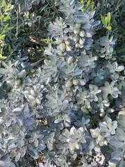 Podalyria sericea