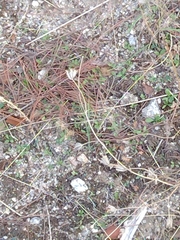 Anthyllis vulneraria