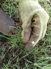 Symphyotrichum divaricatum