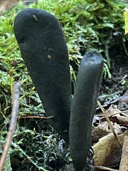 Xylaria longipes