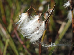 Eriophorum angustifolium