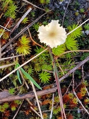 Mycetinis scorodonius