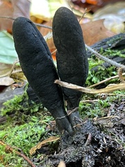 Xylaria longipes